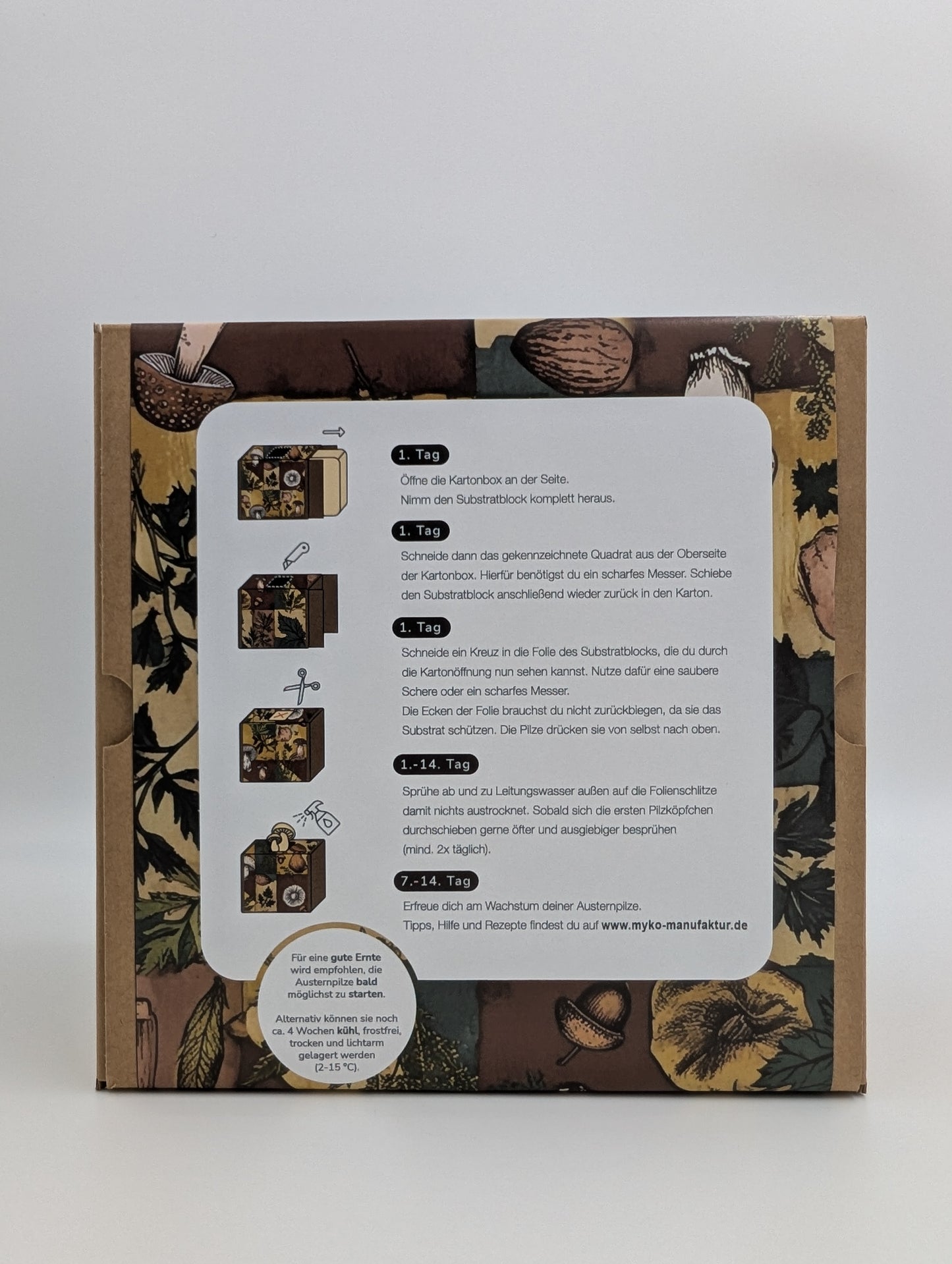 Zitronenseitling Fertigkultur in der Myko-Box