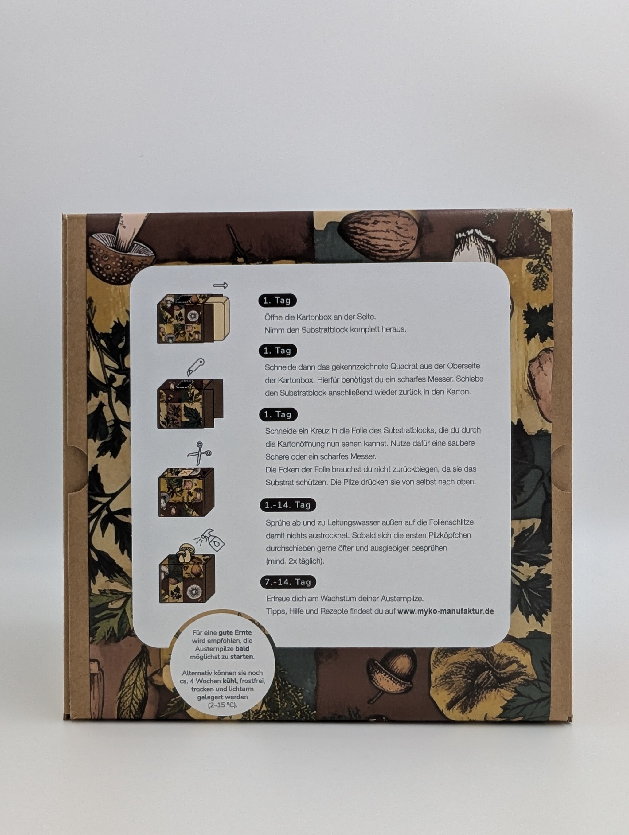 Zitronenseitling Fertigkultur in der Myko-Box