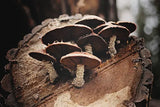 Shiitake Fertigkultur im Myko-Bag